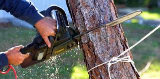 Best Emergency Tree Removal  in Sterling Heights, MI