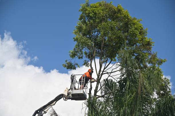 Best Tree Cabling and Bracing  in Sterling Heights, MI